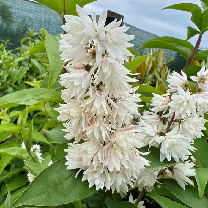 Deutzia Crenata: Flori Duble Albe și Miros Îmbietor Transformă-ți grădina într-o oază de frumusețe cu Deutzia Crenata. Florile sale albe și parfumate vor fi atracția principală!Comandă acum! 🛒