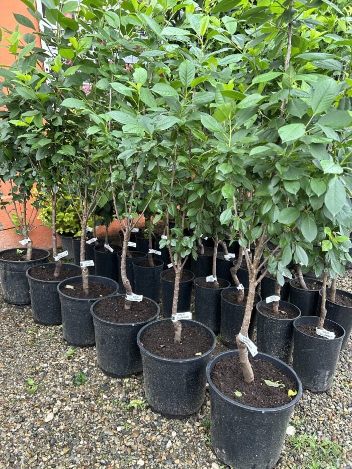 Visin columnar la ghiveci 7L - imagine 2