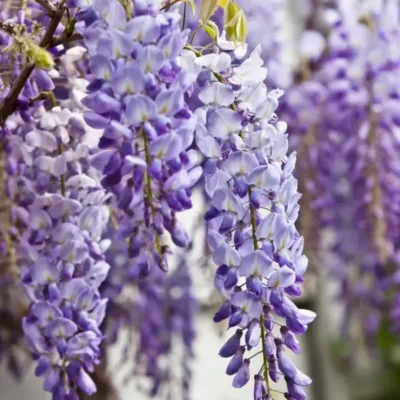 wisteria