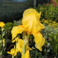 Adaugă un strop de farmec grădinii tale cu această floare de Iris Galben. Alege produsul nostru și transformă-ți grădina într-un paradis colorat! 🌼🛒