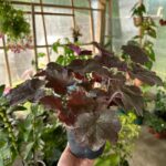 Adaugă un strop de eleganță grădinii tale cu heuchera black! Frunzele decorative se schimbă în fiecare sezon. Cumpără acum! 🛒