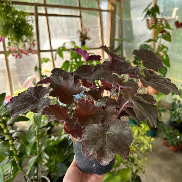 Adaugă un strop de eleganță grădinii tale cu heuchera black! Frunzele decorative se schimbă în fiecare sezon. Cumpără acum! 🛒