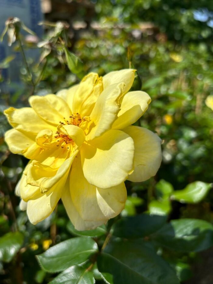 Urcător Galben la ghiveci - imagine 3