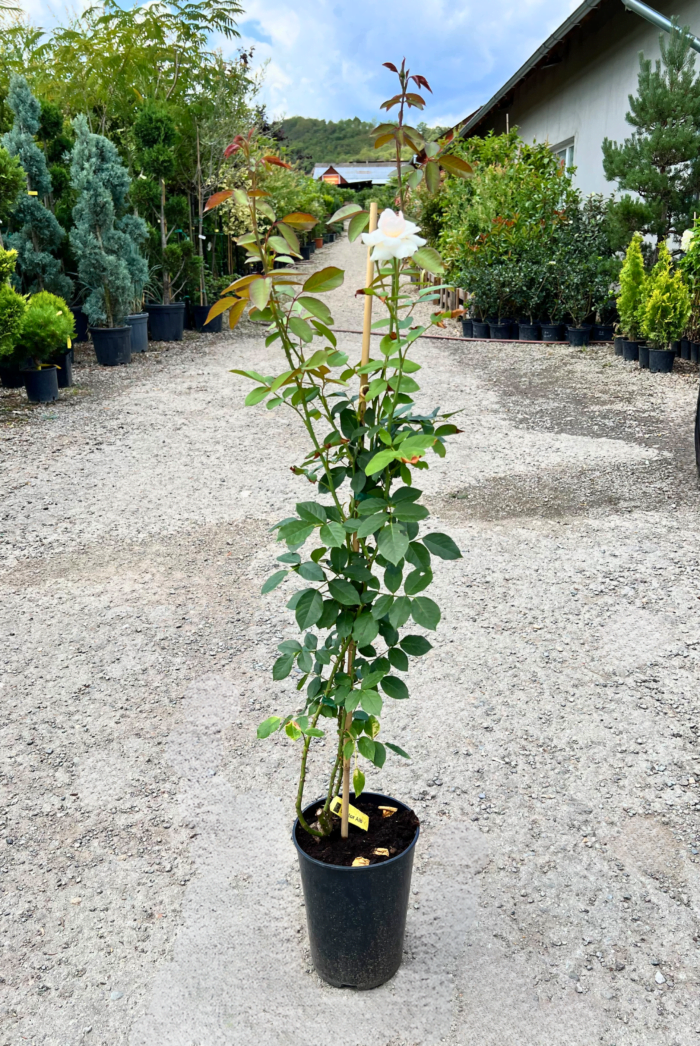 Trandafir urcător Alb - Pepiniera Șoșa