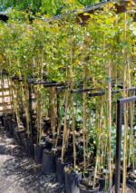 Urcător Galben la ghiveci - imagine 2