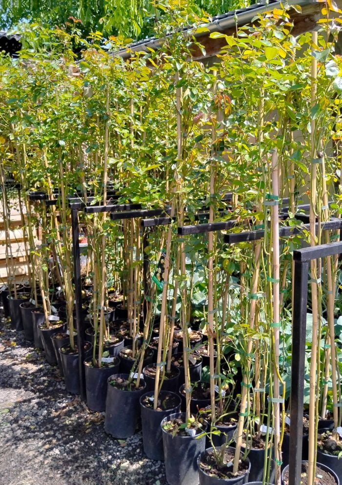 Urcător Galben la ghiveci - imagine 2