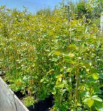 Urcător Galben la ghiveci - imagine 2