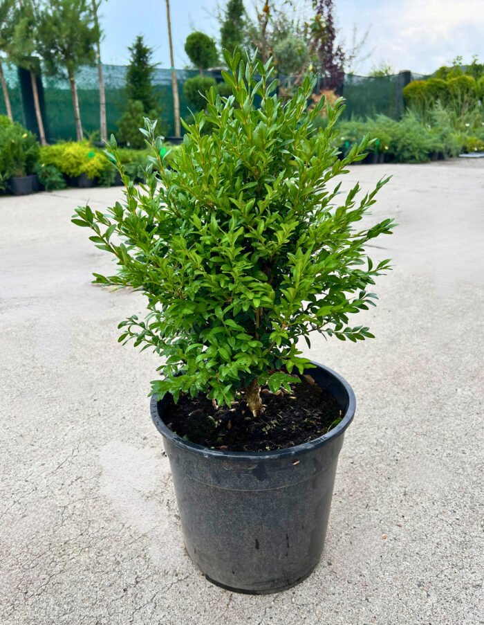 Buxus la ghiveci - imagine 2