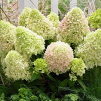 Hortensia Little Fresco este perfectă pentru a fi crescută în ghiveci și pentru a aduce farmec și rafinat în orice spațiu.Comandă acum! 🌼🛒