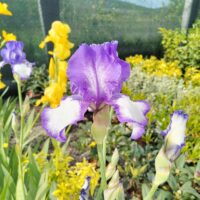 Transformați-vă grădina într-un colț de rai cu Iris albastru la ghiveci. Flori mari elegante și frumoase. Cumpărați acum pentru un aspect spectaculos! 🌸