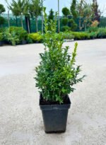 Buxus la ghiveci - imagine 2