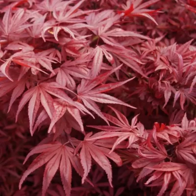 Arbori-ornamentali-Artar-Acer-Pepiniera-Sosa