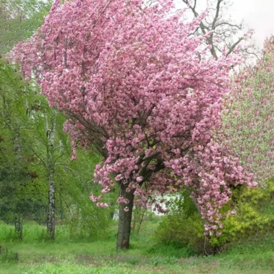 Arbori-ornamentali-Prunus-nigra-Pepiniera-Sosa