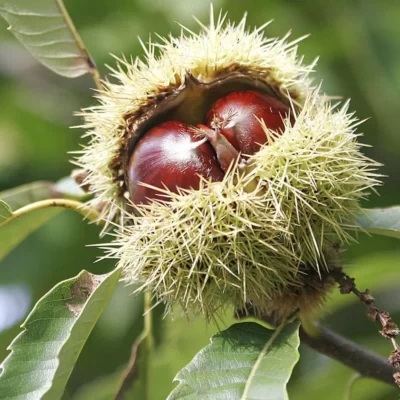 Arbusti-fructiferi-Castan-Pepiniera-Sosa