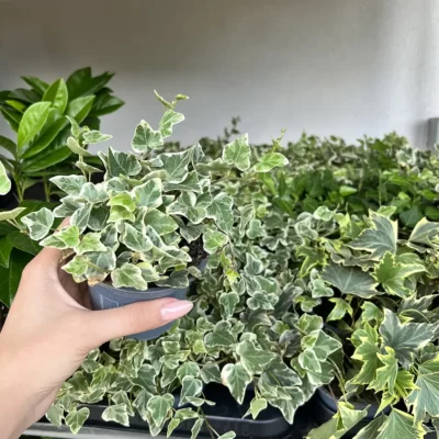 👉️ Descoperă frumusețea naturală: Iedera o plantă care se extinde rapid și înfrumusețează orice spațiu verde. Adaug-o acum în colecția ta! 🌿🛒