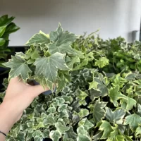 👉️ Decorați-vă casa sau grădina cu Iedera, o plantă agățătoare ușor de întreținut. O soluție perfectă pentru a completa orice spațiu verde! 🌿🛒