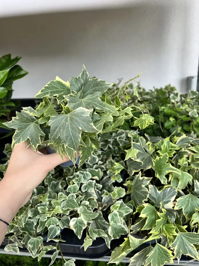 👉️ Decorați-vă casa sau grădina cu Iedera, o plantă agățătoare ușor de întreținut. O soluție perfectă pentru a completa orice spațiu verde! 🌿🛒