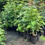 Zmeur Pomișor la ghiveci - imagine 2