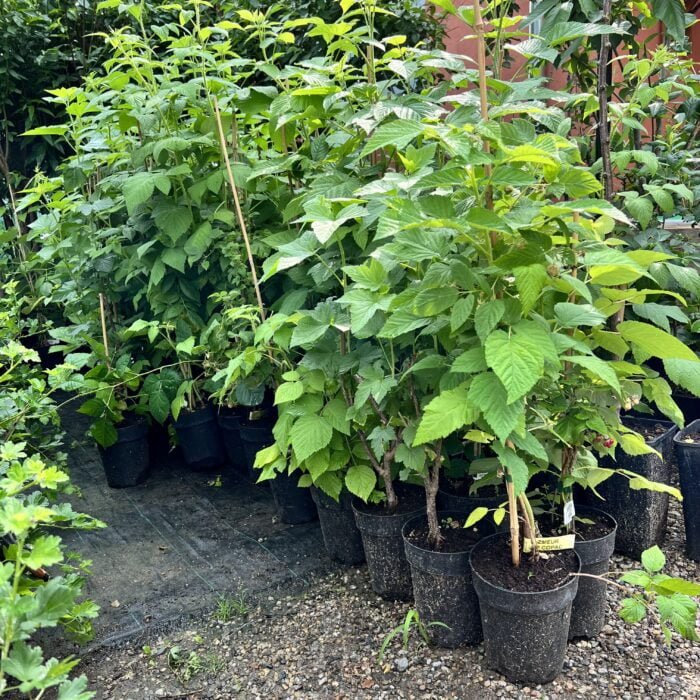 Zmeur Pomișor la ghiveci - imagine 2