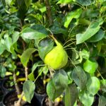 Păr galben columnar la ghiveci 5L - imagine 3