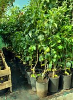 Păr galben columnar la ghiveci 5L - imagine 2