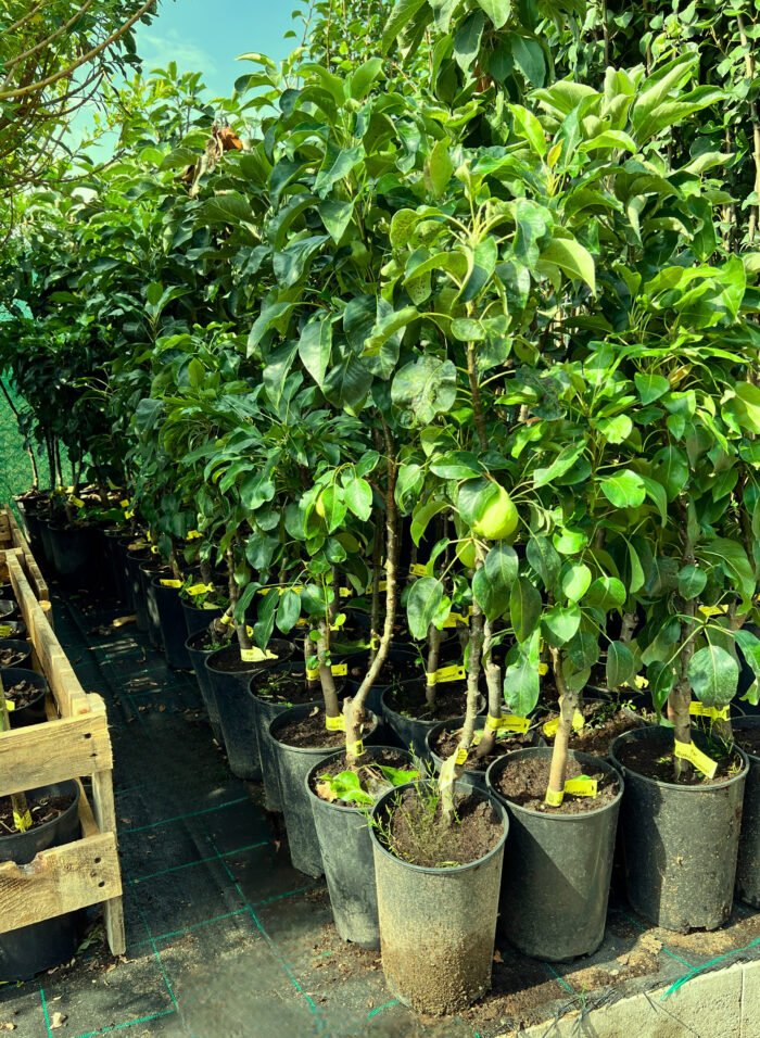 Păr roșu columnar la ghiveci 5L - imagine 2