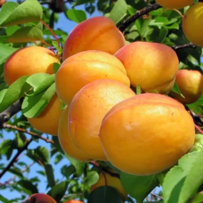 Pomi-fructifei-Cais-Pepiniera-Sosa-1