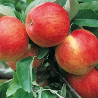 Pomi-fructifei-Mar-Pepiniera-Sosa