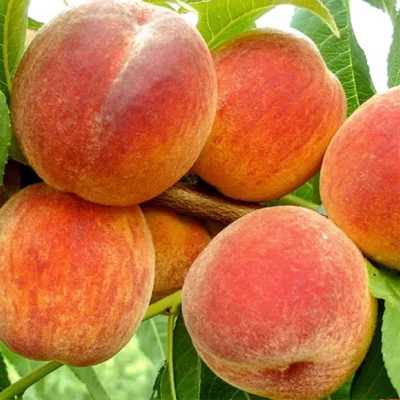 Pomi-fructifei-Piersic-Pepiniera-Sosa