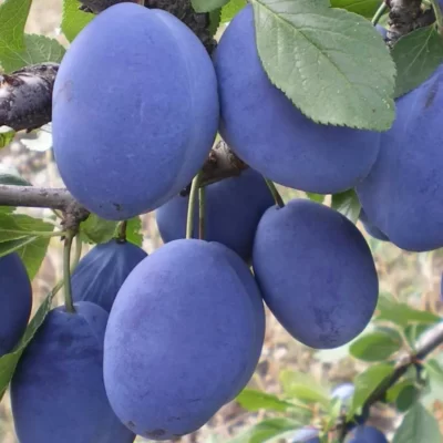 Pomi-fructifei-Prun-Pepiniera-Sosa