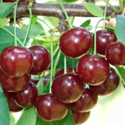 Pomi-fructifei-Visin-Pepiniera-Sosa