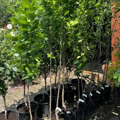 Prun columnar la ghiveci