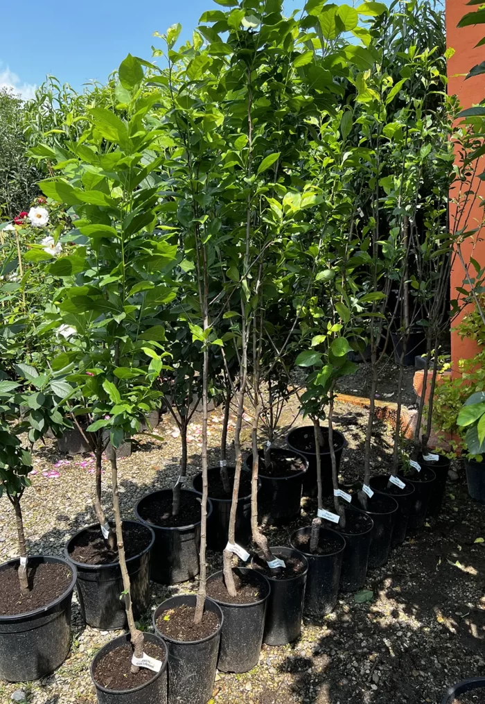 Prun columnar la ghiveci