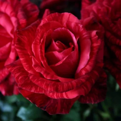 Adăugați o notă de eleganță grădinii dumneavoastră cu Trandafir Red Intuition la ghiveci. Un trandafir minunat, cu flori deosebite. Comandați acum! 🌹 🛒