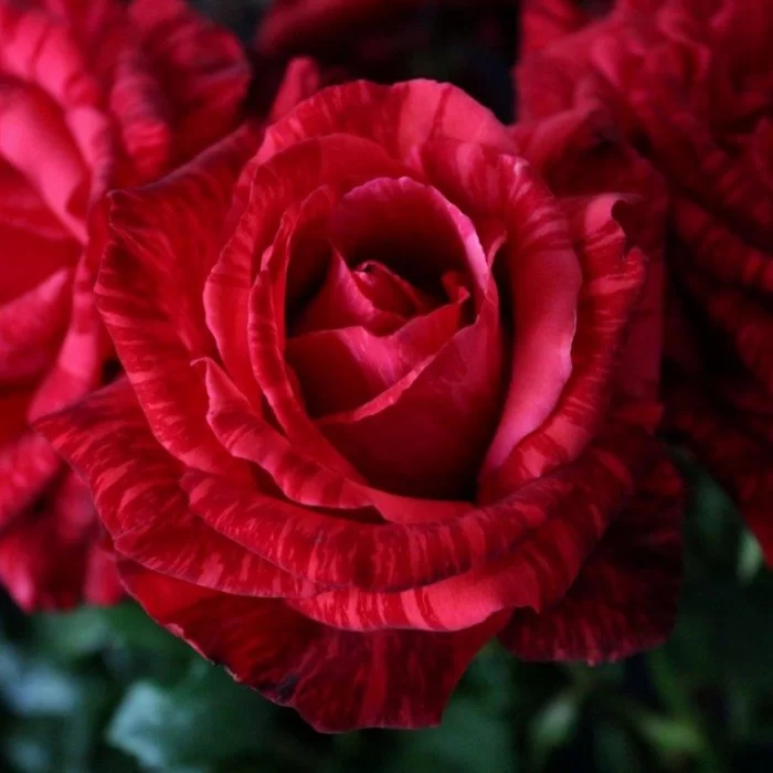 Trandafir Red Intuition la ghiveci: frumusețe și eleganță 🌹 Adăugați o notă de eleganță grădinii dumneavoastră cu Trandafir Red Intuition la ghiveci. Un trandafir minunat, cu flori deosebite. Comandați acum! 🌹 🛒