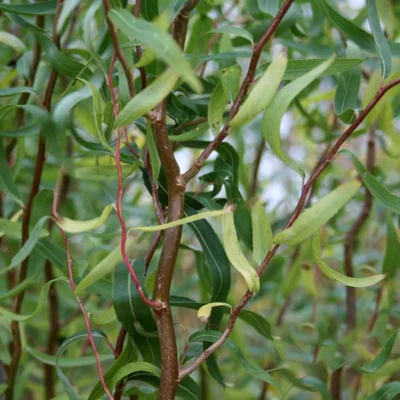 Salix babylonica 'Tortuosa'la ghiveci cunoscută și sub numele de Salcie Plângătoare sau Salcie Tortuasă, este recunoscută pentru frunzișul său unic. 🌼