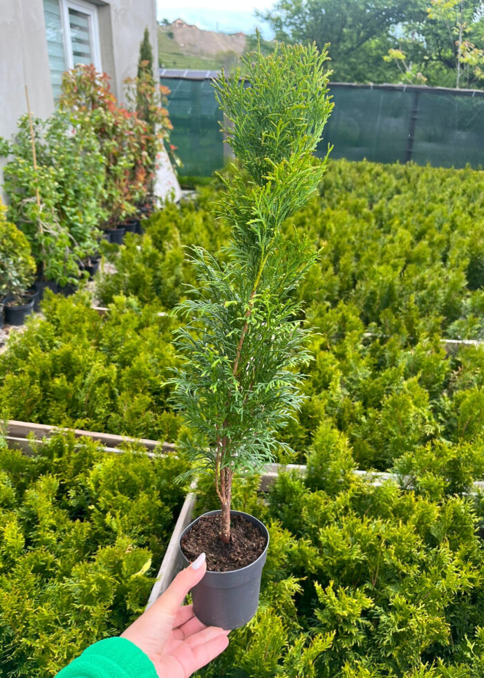 Tuia Smaragd răsad la ghiveci - imagine 2