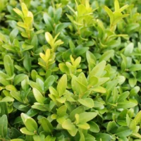 Buxus la ghiveci