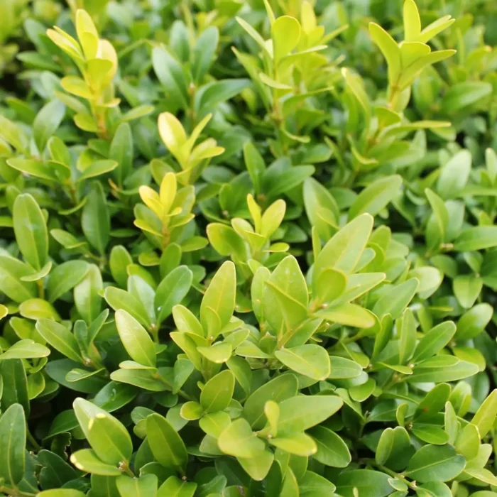 Buxus la ghiveci - imagine 1