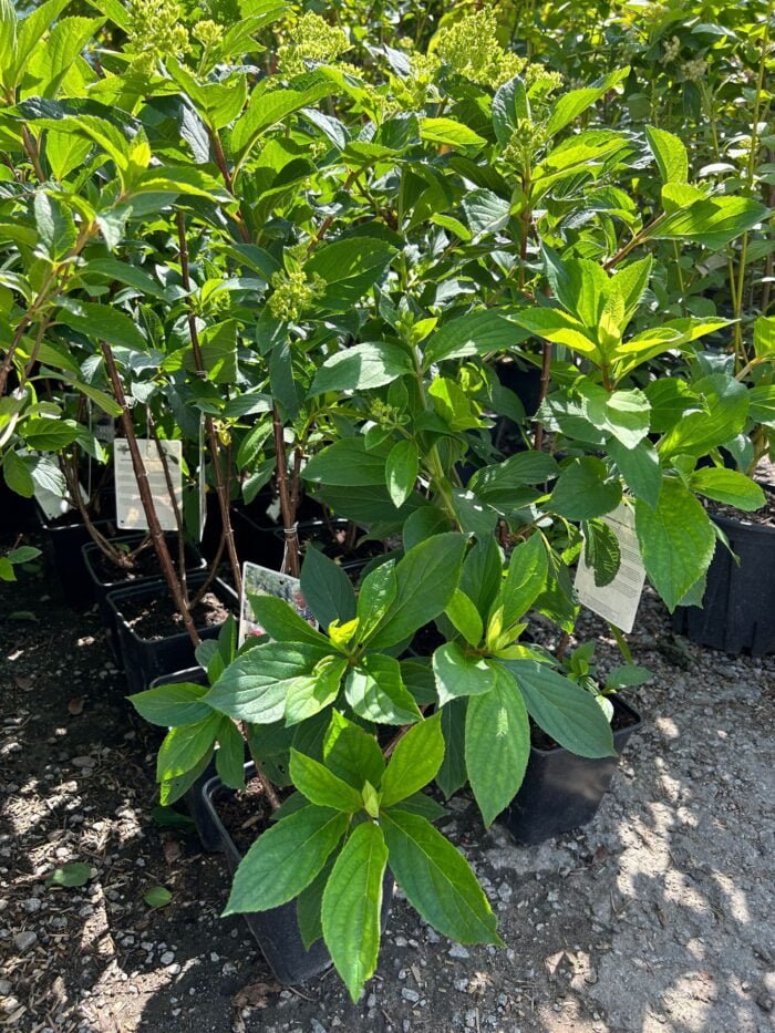 Hortensia Little Fresco la ghiveci - imagine 2