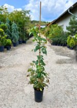 Trandfir urcător de Dulceață - Pepiniera Șoșa