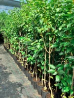 Kaki Rosseyanka la ghiveci 5L - imagine 2