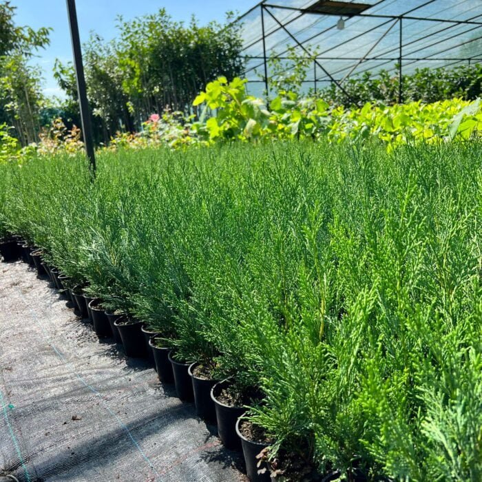 Leylandii rasad la ghiveci - imagine 3