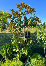 Magnolia Grandiflora - Pepiniera Sosa