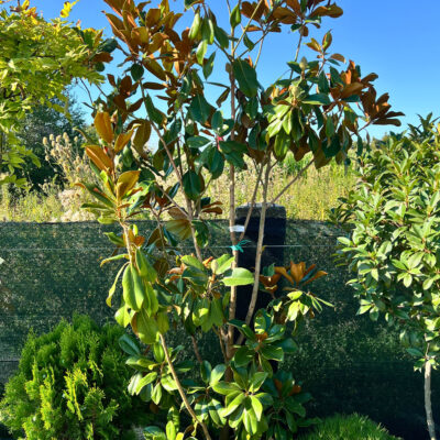 Magnolia Grandiflora - Pepiniera Sosa