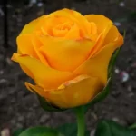 Trandafir Fresco la ghiveci - alegerea ideală pentru aranjamente florale cu o nuanță aurie delicată. Cumpără-i acum pentru grădina ta! 🛒