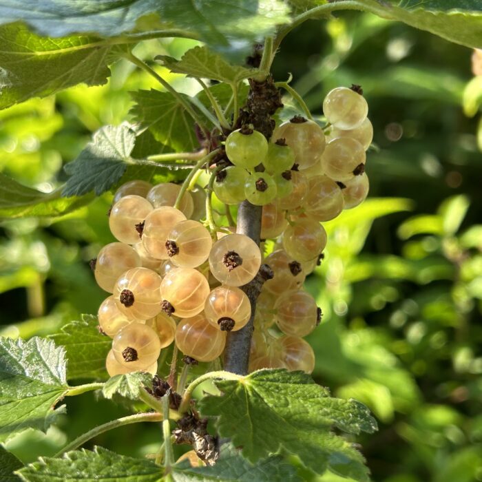 Coacăz Alb cu port înalt la ghiveci - imagine 3