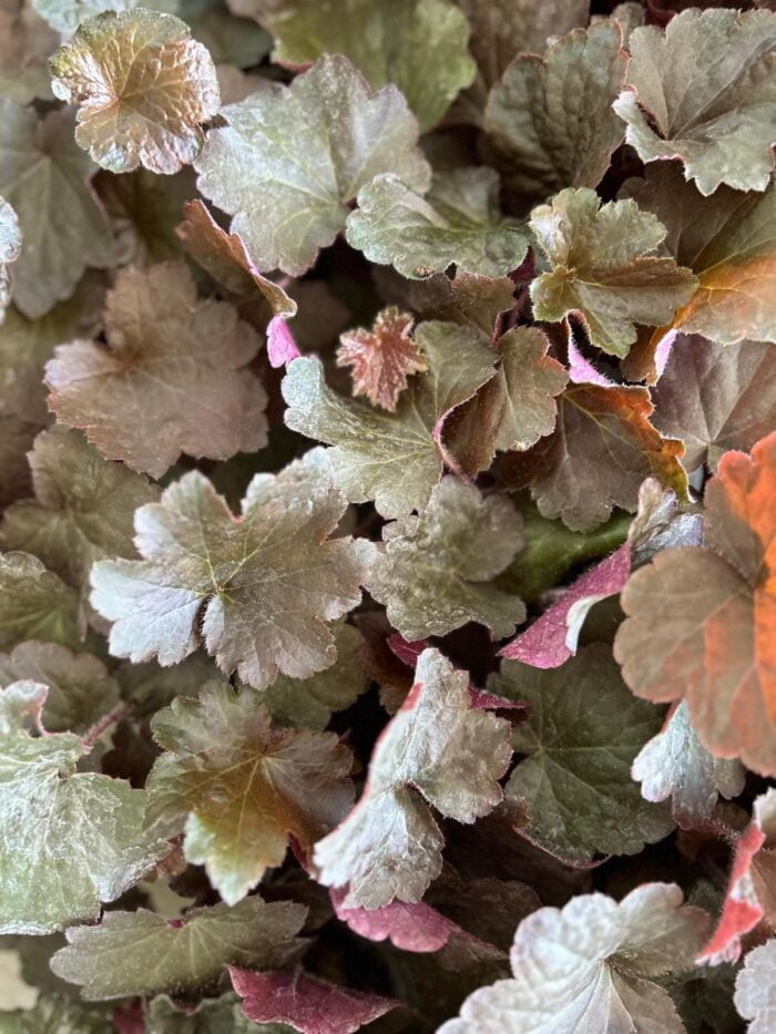 Heuchera black la ghiveci - imagine 2