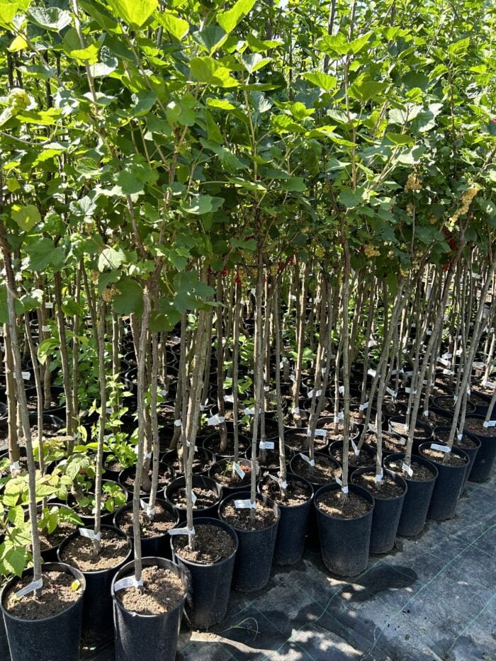 Coacăz Alb cu port înalt la ghiveci - imagine 2