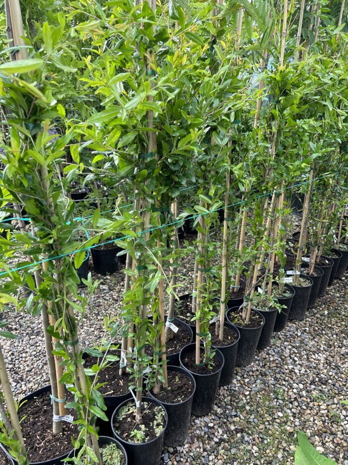 Rodie la ghiveci 5L - imagine 2